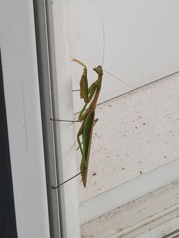 Spotted This Little Fella