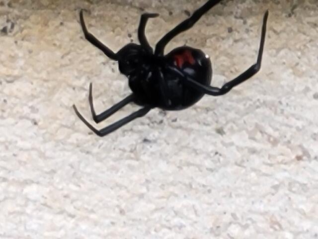 Female Black Widows