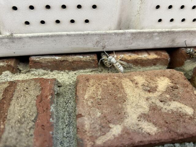 Dusting Treatment for Yellow Jackets