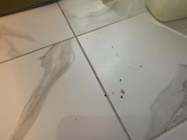 Bed Bugs in the Bathroom