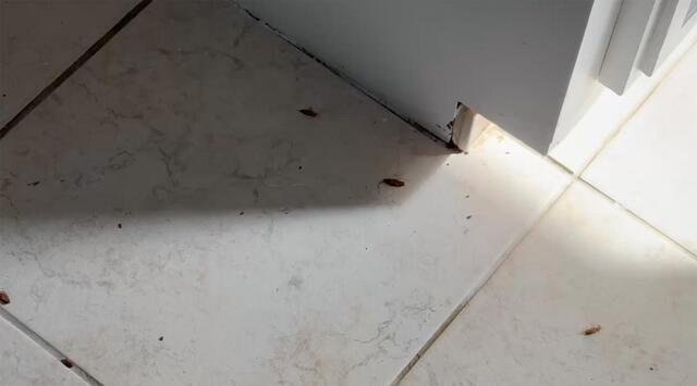 Come Back & Treat Again if Needed