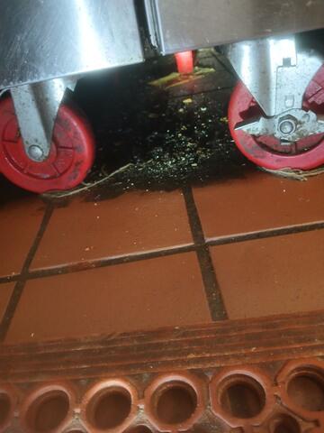 The Bad Sanitation Caused the Infestation