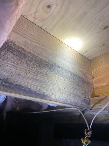 Moldy Floor Joists
