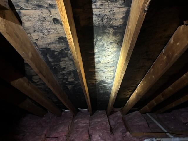 Mold on Every Rafter