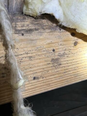 Mold Issues
