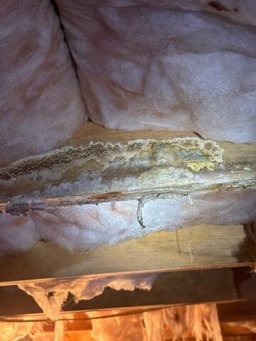Mold Growth on Wooden Floor Joists