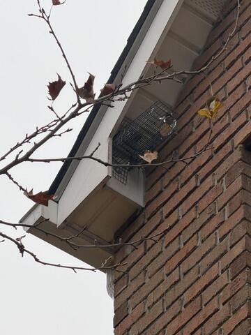 Only One-Way for Squirrels