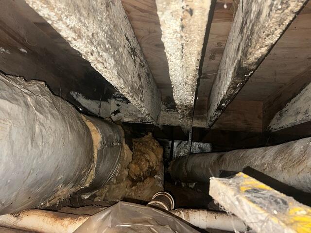 Rooting Crawl Space Wood