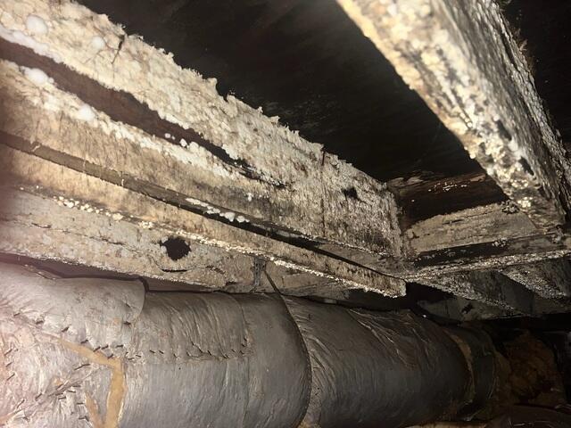 Mold and Rot