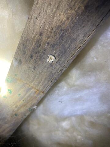 Mold on the Floor Joists