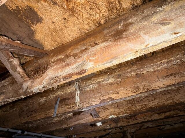 Subfloor and Floor Joist Damage