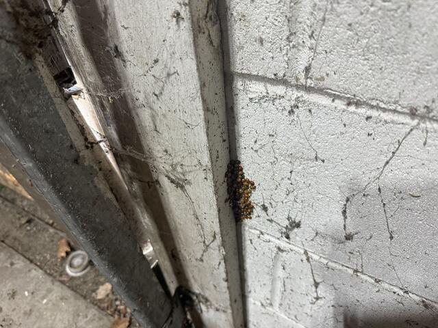 Treating the Ladybugs