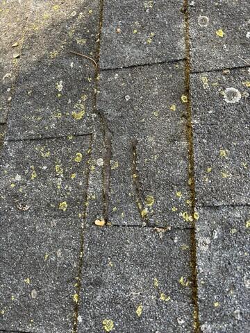 Before: Mossy & Torn