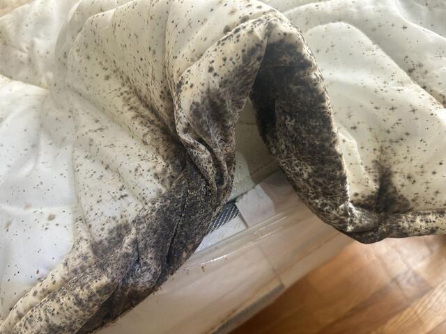 We're Going to Return