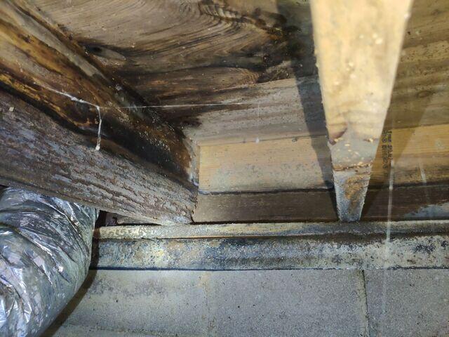 The Start of Wood Rot