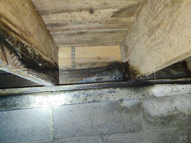 Mold Growth