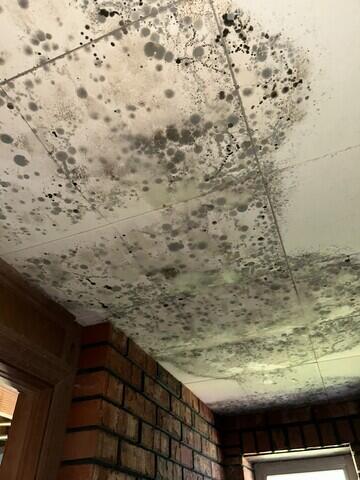 Mold Remediation and Removal
