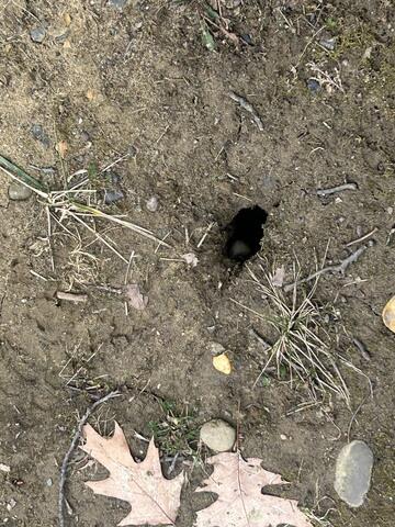 Purpose of Rat Burrows