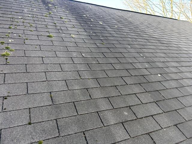 Before: Moss and Algae Growth