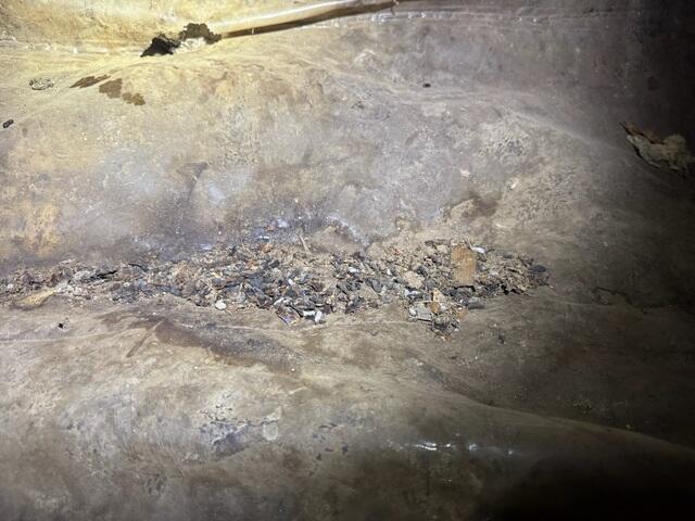 Rodent Droppings and Debris