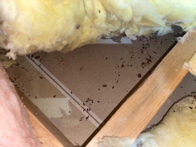 contaminatedinsulation