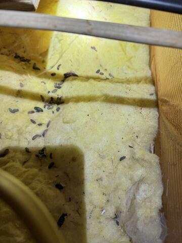 More in the Basement