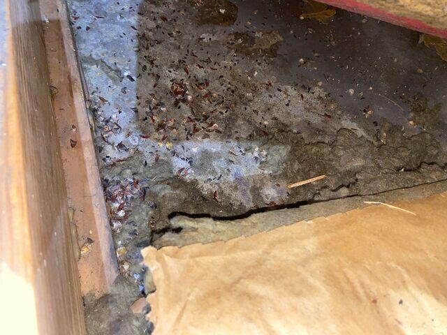 contaminatedinsulation