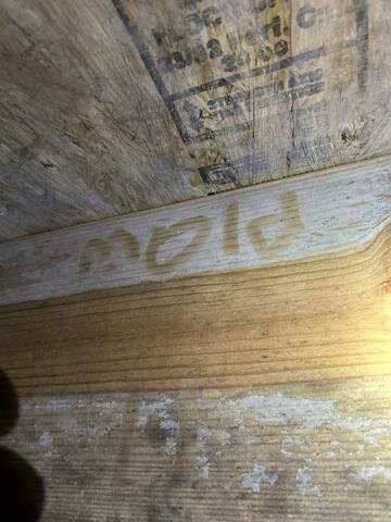 Mold in the Crawl Space