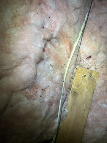 Multiple Bait Stations