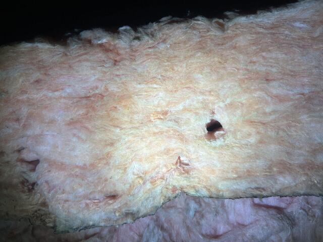 Plenty of Mice Tunnels