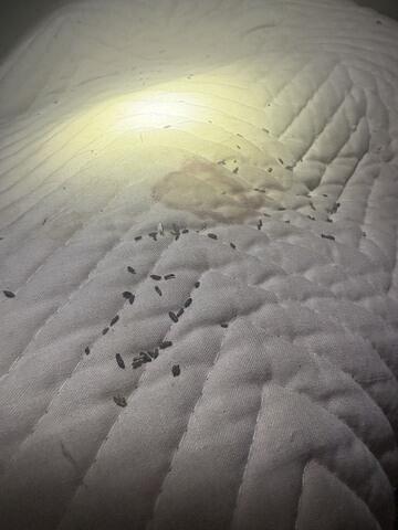 Rat Droppings on the Bed