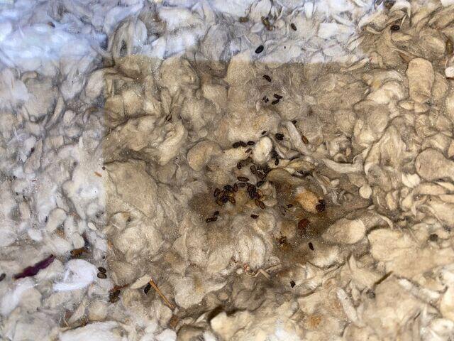 contaminatedinsulation