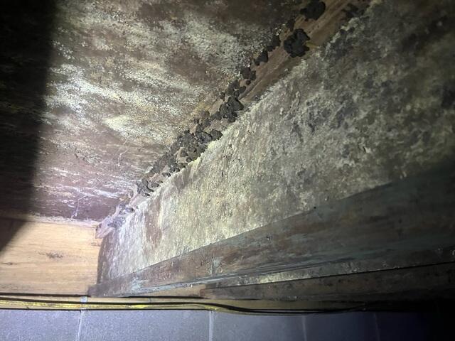 Mold Growth on Crawl Space Beam
