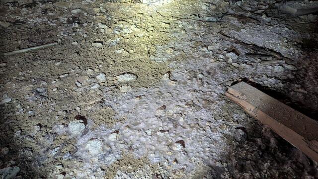 Breeding Ground for Mold Growth