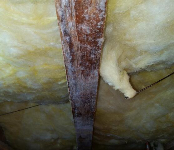 White Mold on the Joists