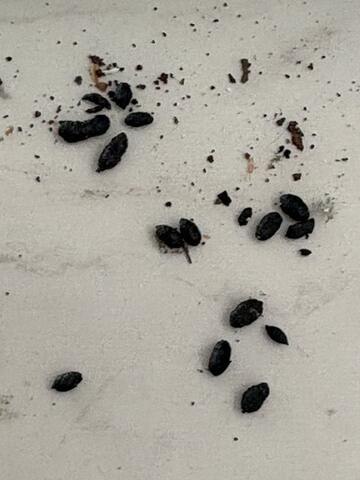 Health Hazards of Rodent Feces