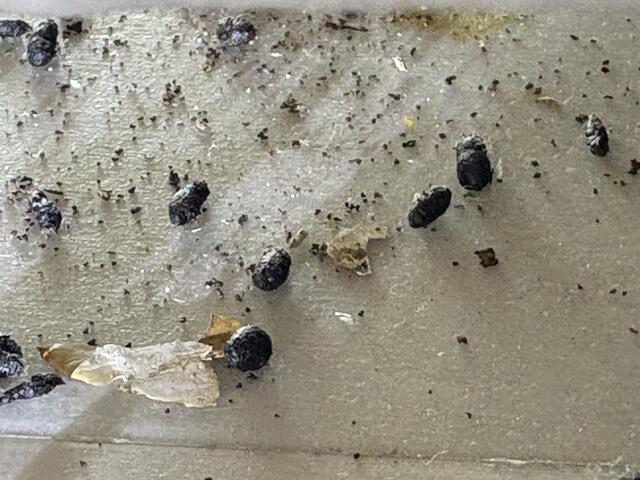 Handling the Rodent Problem