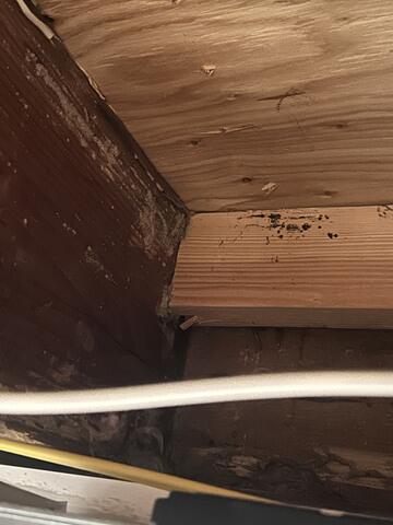 Active Termite Damage