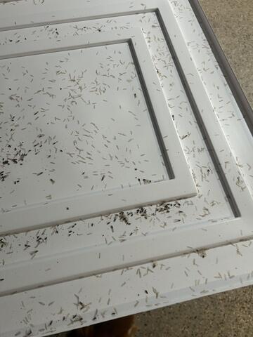 Foaming & Liquid Termiticide