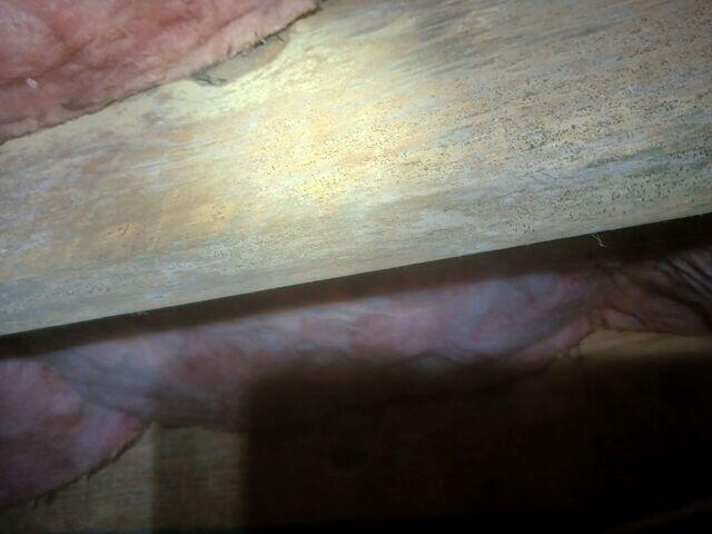 Mold on Floor Joists