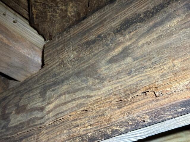Floor Joist Moisture Damage