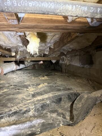 Wildlife and Pests Love Damp, Dirty Crawl. Spaces