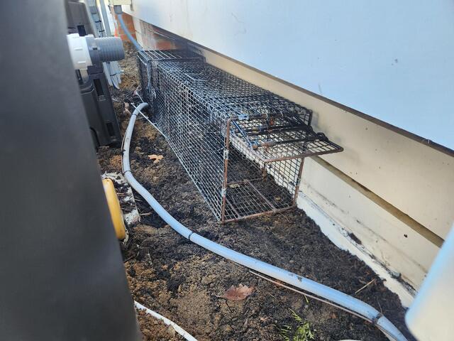 Positive We'll Get the Raccoon