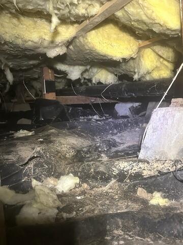 Rodent Droppings Inside Crawl Space