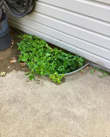 Overgrown Window Well