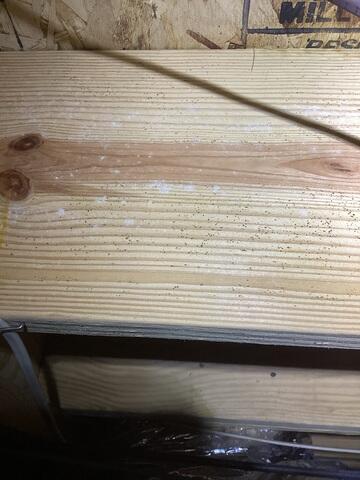 Mold on Floor Joists