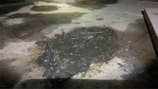 Rodent Feces In Crawl Space