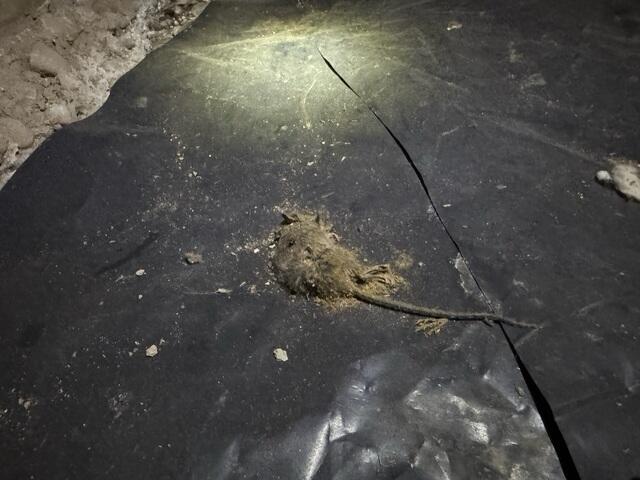 Rodent