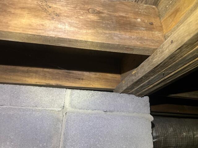 Mold Growth in the Crawl Space