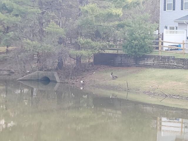 The Geese Were Becoming a Problem